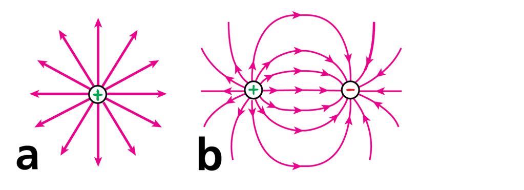 22.9 Electric Field Lines a. The field lines around a single positive charge extend to infinity. b.