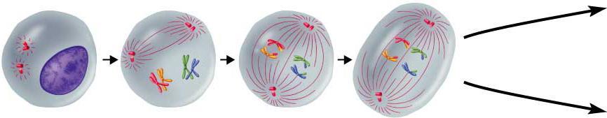 I Interphase I Prophase I Metaphase I Anaphase I Cells undergo a round of DNA replication, forming duplicate Chromosomes.