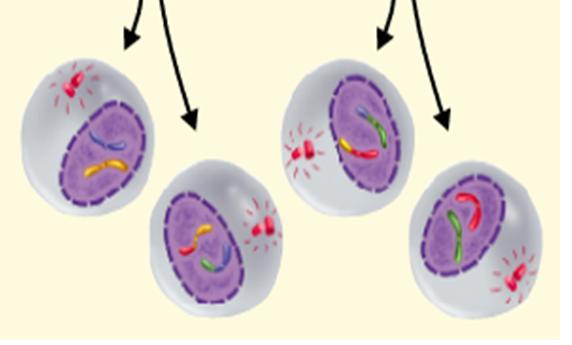 Telophase II and cytokinesis nuclear membrane reappears cytoplasm