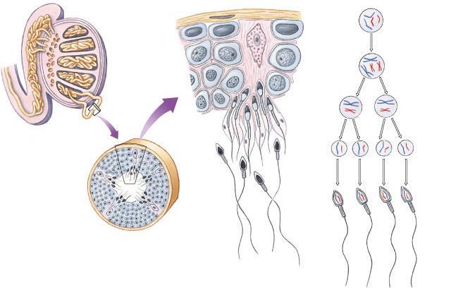 Sperm production Epididymis Testis Coiled seminiferous tubules germ cell (diploid) Vas deferens primary spermatocyte (diploid) secondary spermatocytes (haploid)