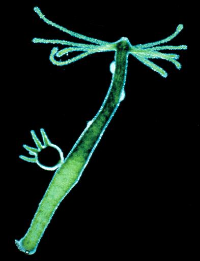 eukaryotes Hydra