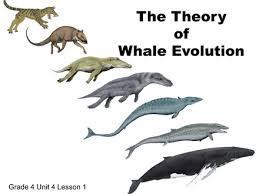PHYLOGENY EXERCISE 1 AND 2 WHAT IS EVOLUTION? The theory that all living organisms on earth are related and have a common ancestor. These organism have changed over time and are continuing to change.