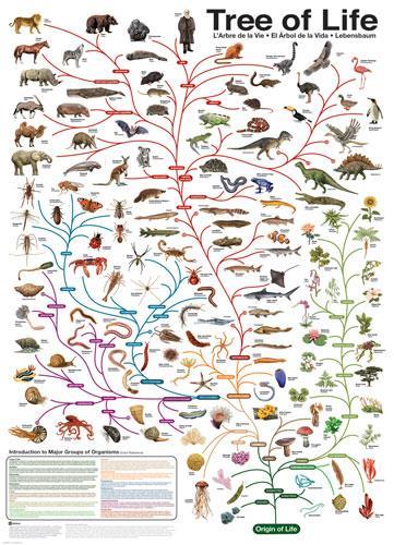 WHAT IS PHYLOGENY? In simple terms it s a family tree of an organism or a group of organisms.