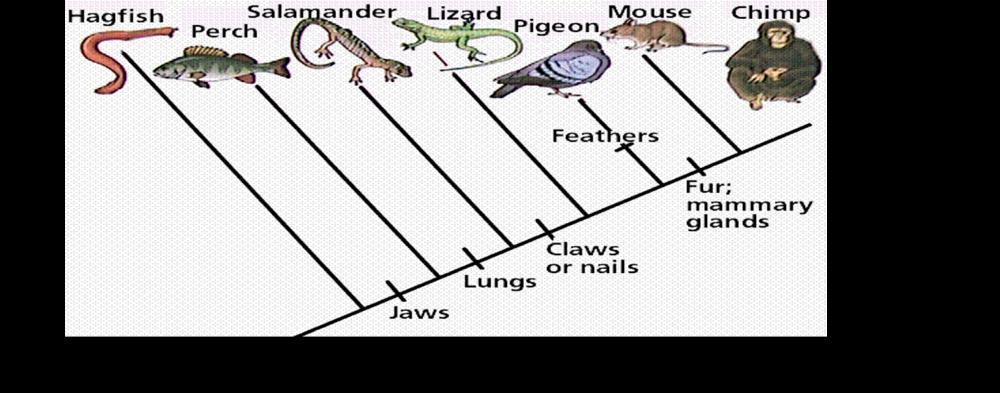 WHAT IS A CLADOGRAM? Cladogram displays divergence of taxa from a common ancestor. Each branch is known a clade.