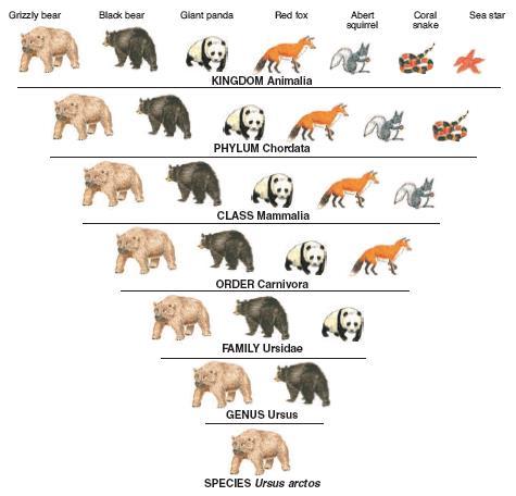 TAXONOMY REDEFINED: Canis lupus Canis familiaris Classification is a