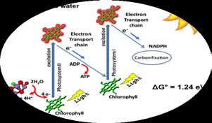 reactions of photosynthesis: electron transport inhibition, increased