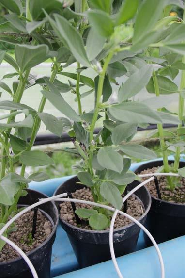 MATERIAL AND METHODS The study was carried out in 2012 (April, 2 June, 15) Uniform faba bean seedlings Fertigation: automatic drip irrigation system Treatment with NaCl salinity was