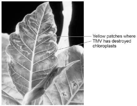 Q3.Tobacco mosaic virus (TMV) is a disease affecting plants. The diagram below shows a leaf infected with TMV.