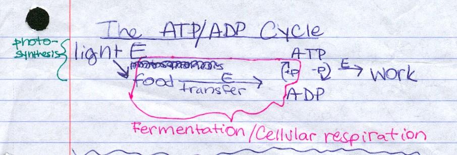 Bio Study Guide- Photosynthesis, Fermentation, Cellular Respiration Fermentation/Anaerobic Respiration Why? To produce ATP Whom?