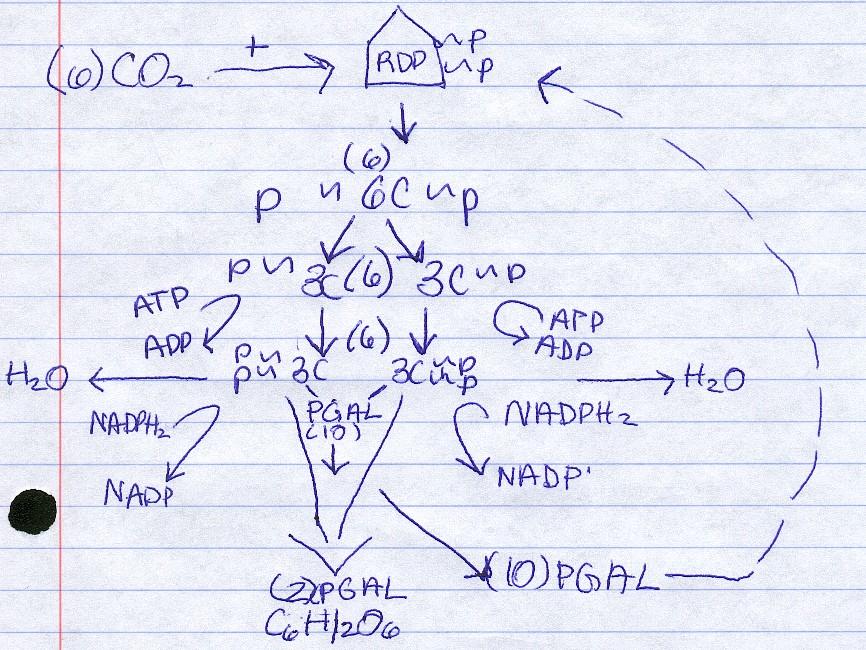 the chlorophyll, the chlorophyl uses it to energize electrons. 2. (Taken six times) A high-energy electron goes to a substance known as feredoxin and then down an electron transport chain.