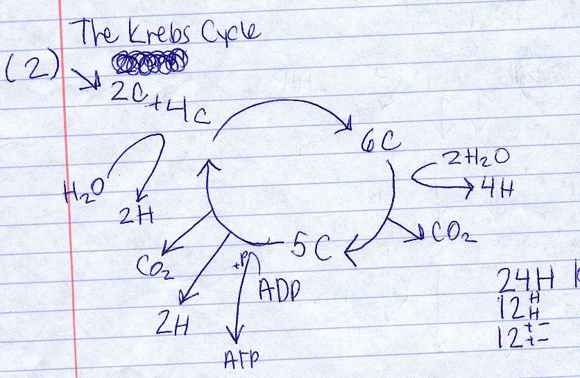 1. (Taken twice) As the 2C acetic acid enters the mitochondria, a 4C compound attaches to it, forming citric acid. H2O is attached to this, and 4H are removed. 2. (Taken twice) 2H2O are attached, and 4H are removed.