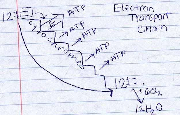 1. The 12 electron pairs are moved down the electron transport chain. At each step, one ADP is phosphorylated. 2.