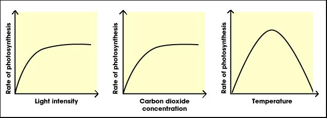 Factors limiting photosynthesis Three factors can limit the speed of photosynthesis - light intensity, carbon dioxide concentration and temperature.
