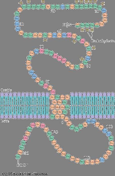 Glyophorin A single-transmembrane-segment protein One transmembrane segment