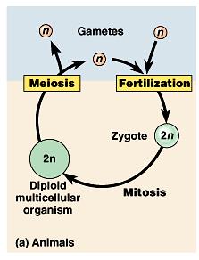 Variety of Sexual Life Cycles In most animals, meiosis is the formation