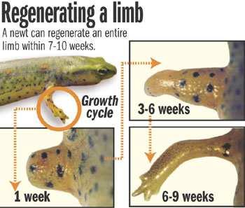 Cell Division for Repair & Replacement Cell division allows organisms to repair injuries. A newt can regenerate (regrow) a limb within 7-10 weeks.