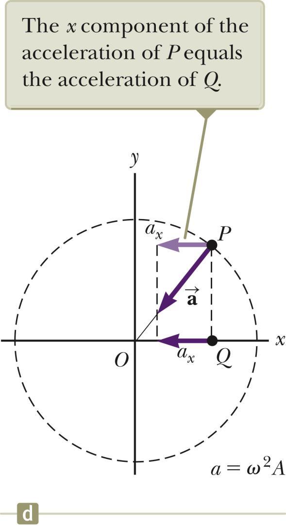 SHM and Circular Motion, 5 The acceleration of point P on the reference circle is directed radially inward.