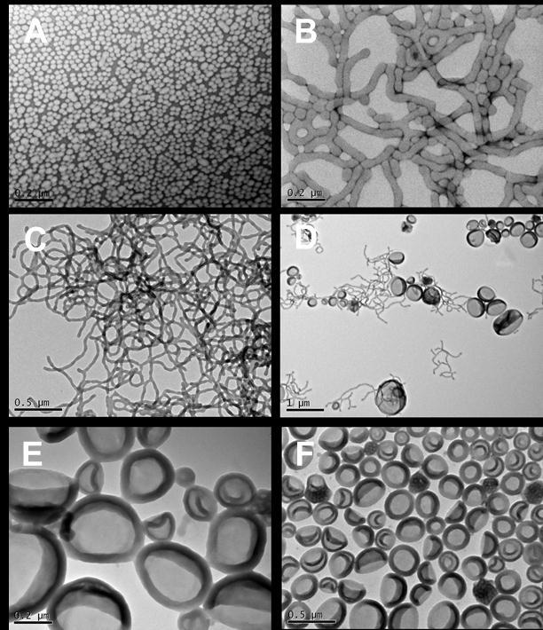 Figure S3. Additional transmission electron microscopy (TEM) pictures of different polymerization solutions after purification by dialysis against methanol (pictures from another batch).