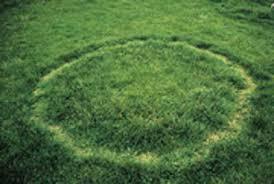 3. Fairy rings xpanding rings of lush grass growth in pasture and lawns Fungus grows in soil At advancing front, it produces enzymes which degrade soil organic matter nutrients products into soil