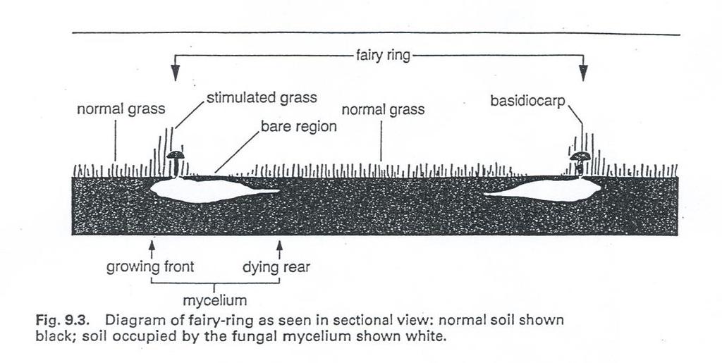 From: The Biology of Fungi, Ingold CT Fungal