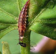 The lacewing is a voracious predator of many garden pests and is excellent for pest control.