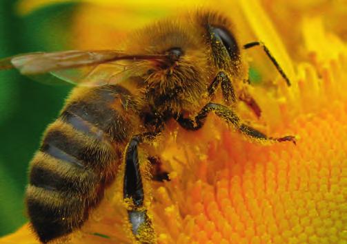 HONEYBEES (Apis mellifera) Like all insects, the honeybee has a body in three parts, a head, a
