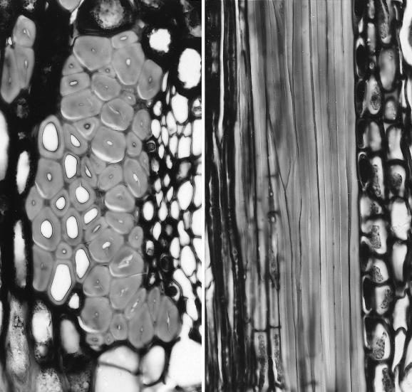 Primary phloem fibers from the stem of basswood (Tilia