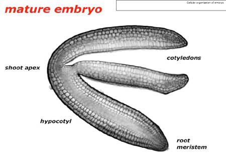 structure with -root apical meristem -embryonic root -hypocotyl -1 or 2 cotyledons