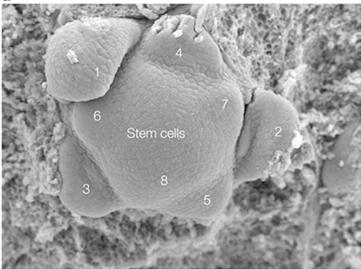 Scanning electron micrograph of a shoot apical meristem