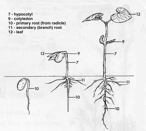 Root apical meristems -produces the primary root