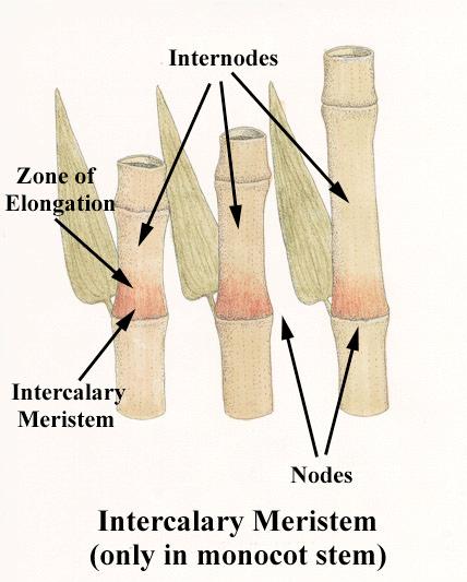 Intercalary meristem - found in monocot stems