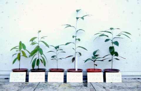Plants cannot move out of their environment so they react to