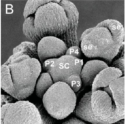 Scanning electron micrograph of an Arabidopsis infloresense meristem floral bud