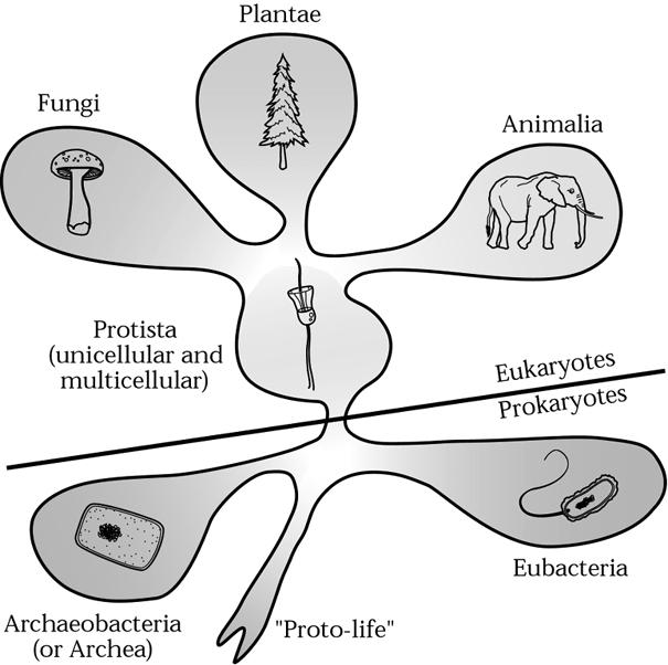 Animalia Eukaryotes Multicellular Consume other