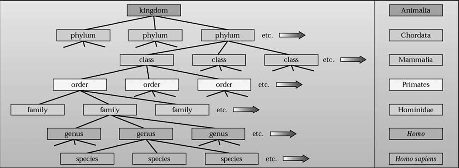 divided -> phylum -> class etc.