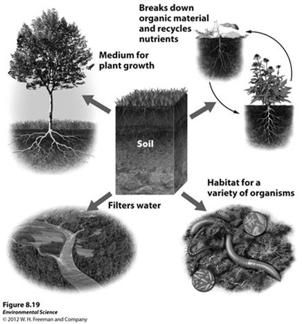 Soil Soil is important because it Is a medium for plant growth Serves as a filter for water A habitat for living organisms Serves as a filter for pollutants 20 The Formation of Soil