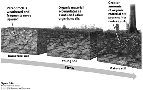 the surface and slope can influence soil formation Organisms- plants and animals can have an effect on soil formation Time- the amount of time a soil has spent developing can