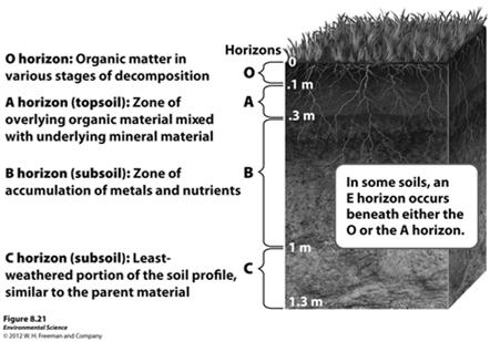 Soil Horizons O horizon- (organic layer) composed of the leaves, needles, twigs and animal bodies on the surface.