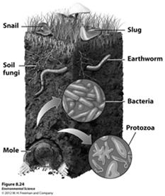 Soil bases- calcium, magnesium, potassium and sodium