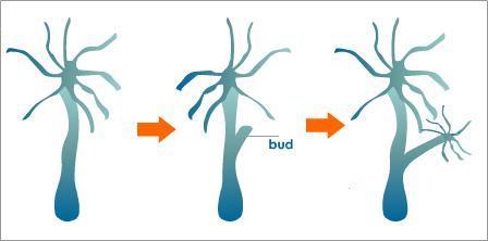 The bud grows until it forms a new full sized organism and breaks away from its parent.