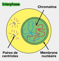 Summary of Interphase: Prophase I: Homologous chromosomes come together and synapse along their entire length.