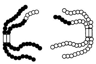 Telophase I: Chromosomes will move to opposite sides of the cell.