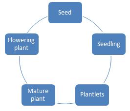 Development is the sum of two processes growth and differentiation. Intrinsic and extrinsic factors control the process of growth and development in plants.