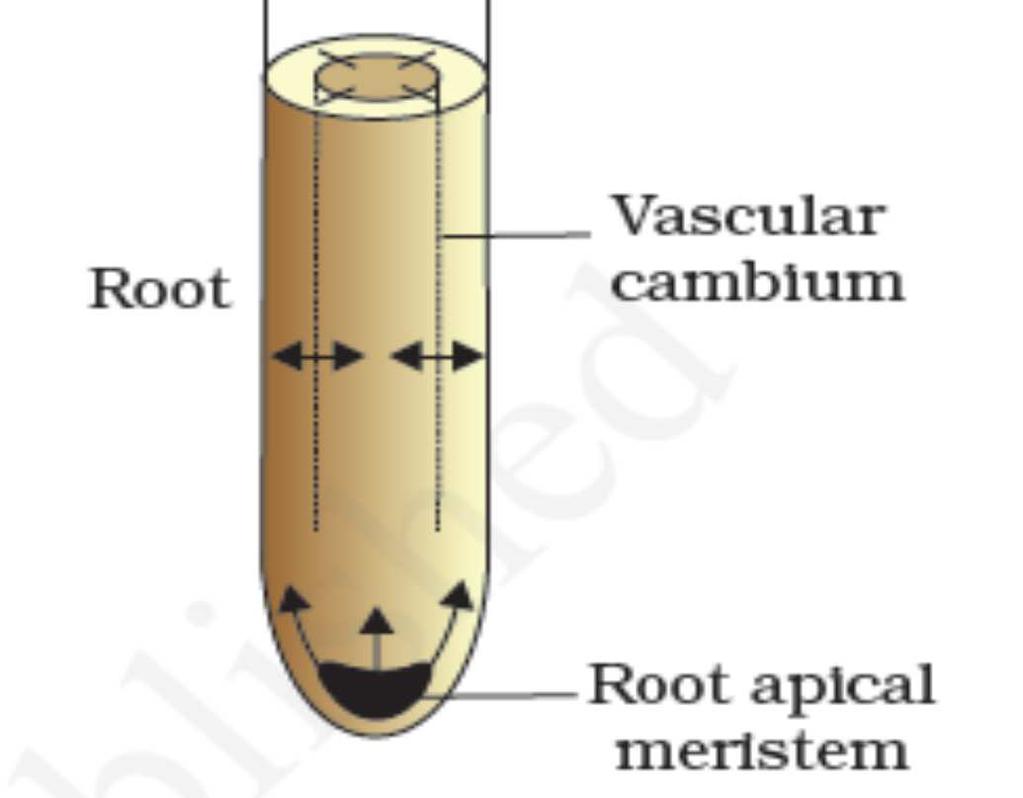 The plant growth in which new cells are always being added to plant body is due to meristem is called open form of growth.