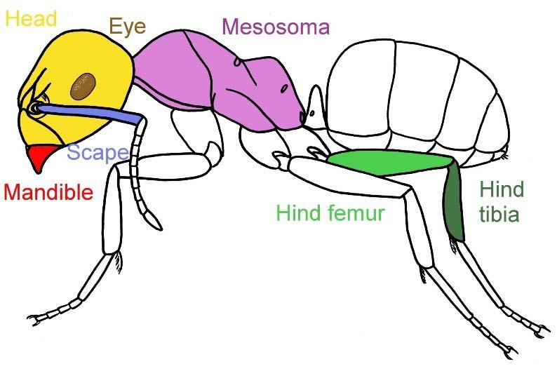 Fig. S1: Whole ant anatomy. Fig. S2: Head width measures: head width across the eyes (a-b) are preferred. a) across eyes b) across eyes / maximum c) above eyes d) maximum Fig.