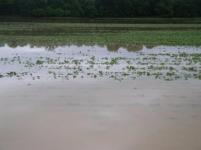 Marshall County, Kentucky Climate Impacts: It s too wet!
