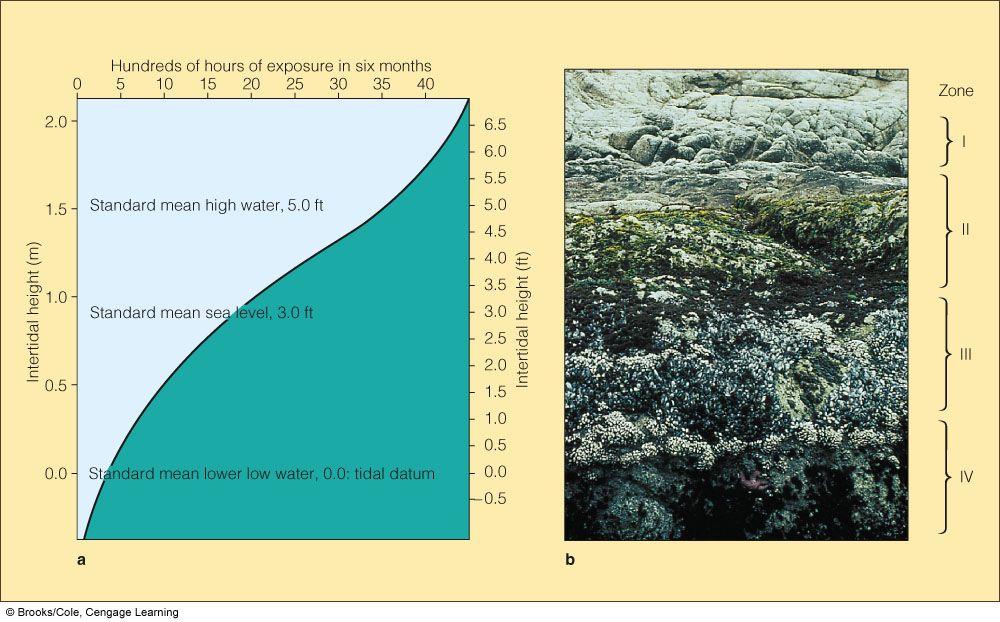 1. Rocky Intertidal Community The intertidal zone is the area between high and low tides.