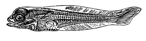 complex fish, like bass (bottom), had homocercal tails.