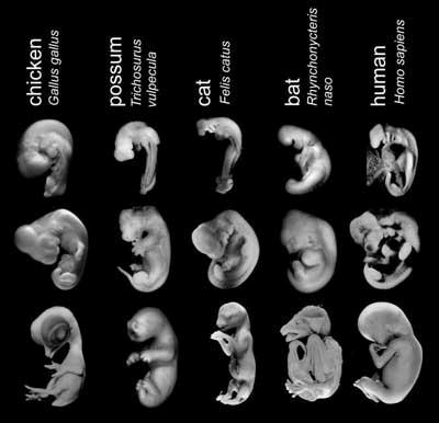 Vertebrate embryos do go through a stage known as the pharyngula at which they most closely resemble each other.