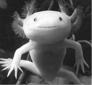 is common among salamanders.